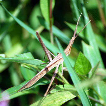 100824s_ショウリョウバッタ_DSC_0956.jpg
