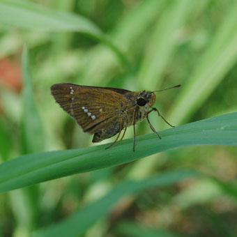 100825s_チャバネセセリ_DSC_1015.jpg