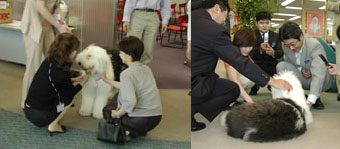 社員犬.jpg