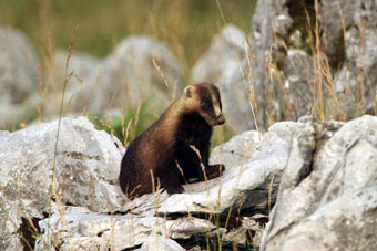 tudaken-anaguma.jpg